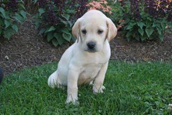 Puppies in PA